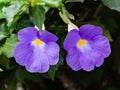 Flowers from Lekki Lagos Nigeria; Purple flower. Thunbergia Erecta | Bush clock vine violet