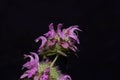 Flowers of a lemon beebalm, Monarda citriodora Royalty Free Stock Photo