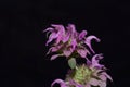 Flowers of a lemon beebalm, Monarda citriodora Royalty Free Stock Photo