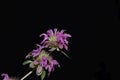 Flowers of a lemon beebalm, Monarda citriodora Royalty Free Stock Photo