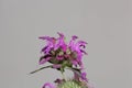 Flowers of a lemon beebalm, Monarda citriodora Royalty Free Stock Photo