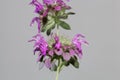 Flowers of a lemon beebalm, Monarda citriodora Royalty Free Stock Photo