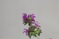 Flowers of a lemon beebalm, Monarda citriodora Royalty Free Stock Photo