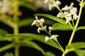 Flowers of lemon verbena Aloysia citrodora Royalty Free Stock Photo