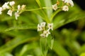 Flowers of lemon verbena Aloysia citrodora Royalty Free Stock Photo