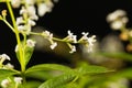 Flowers of lemon verbena Aloysia citrodora Royalty Free Stock Photo