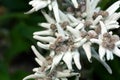 Leontopodium alpinum flowers