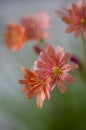 Flowers of Lewisia cotyledon S.Watson B.L.Rob; Montiaceae; bitterroot