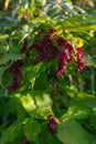 Flowers of the leycesteria formosa, himalayan honeysuckle