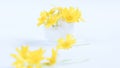 Yellow flowers in an egg shell on a yellow background. Copy space