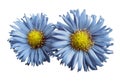 Flowers of light blue daisies on white isolated background. Two chamomiles for design. View from above. Close-up. Royalty Free Stock Photo