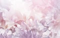Flowers light pink tulips. Floral background. Petals tulips. Close-up. Royalty Free Stock Photo