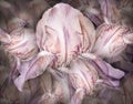 Flowers  light purple irises. Floral vintage background. Petals irises.   Close-up. Royalty Free Stock Photo