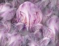 Flowers light purple irises. Floral vintage background. Petals irises.   Close-up. Royalty Free Stock Photo