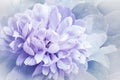 Flowers light purple peony.   Floral vintage background.   Petals peonies.  Close-up. Royalty Free Stock Photo