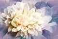 Flowers light purple peony. Floral vintage background. Petals peonies. Close-up. Royalty Free Stock Photo