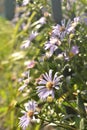 Alpine chamomile Royalty Free Stock Photo