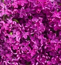 Flowers Lilac Background