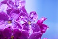 Flowers of a lilac blossom in the spring Royalty Free Stock Photo