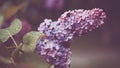 Flowers Lilac Branch Raindrops Outdoors Close-up Royalty Free Stock Photo