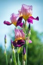 Flowers of lilac iris Royalty Free Stock Photo