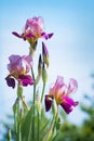 Flowers of lilac iris Royalty Free Stock Photo