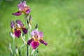 Flowers of lilac iris Royalty Free Stock Photo