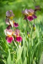 Flowers of lilac iris Royalty Free Stock Photo