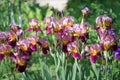 Flowers of lilac iris Royalty Free Stock Photo