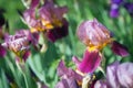 Flowers of lilac iris Royalty Free Stock Photo