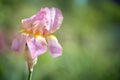 Flowers of lilac iris Royalty Free Stock Photo