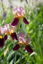Flowers of lilac iris Royalty Free Stock Photo