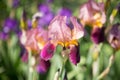 Flowers of lilac iris Royalty Free Stock Photo