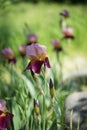 Flowers of lilac iris Royalty Free Stock Photo