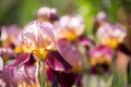 Flowers of lilac iris