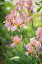 Flowers of lilac iris Royalty Free Stock Photo