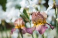 Flowers of lilac iris