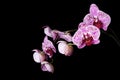 Flowers of a lilac orchid on black background