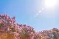 Flowers lilacs in garden with summer sky sunshine and glare Royalty Free Stock Photo