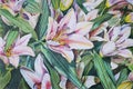 Flowers lilies with colored pencils