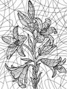 Flowers lilium. Coloring book antistress for children and adults. Zen-tangle style.