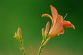 Flowers lily isolated on a green background Royalty Free Stock Photo