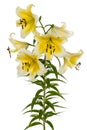 Flowers lily, lat. Lilium Oriental Hybrids