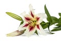 Flowers lily, lat. Lilium Oriental Hybrids