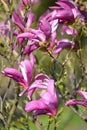 Flowers of a lily magnolia Magnolia liliiflora Desr. close up