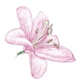 Flowers lily, painting sketch