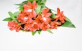 Flowers lily in color of the year 2019 Pantone - Living Coral. Livingcoral. Romantic bouquet for Valentines day dinner celebration