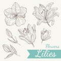 Flowers lily set