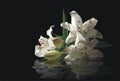 Flowers of the Lily and their reflexion in water