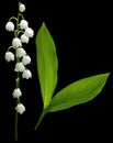 Flowers lily of the valley on black isolated background with clipping path. No shadows. Closeup.
